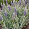 Lawenda Platinum Blonde (lavendula) - wyjątkowe liście Lawendula angustifolia 'Platinum Blonde' 4