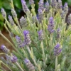 Lawenda Platinum Blonde (lavendula) - wyjątkowe liście Lawendula angustifolia 'Platinum Blonde' 3