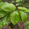 Buk Zwyczajny - Piękne rodzime drzewo Fagus sylvatica 6