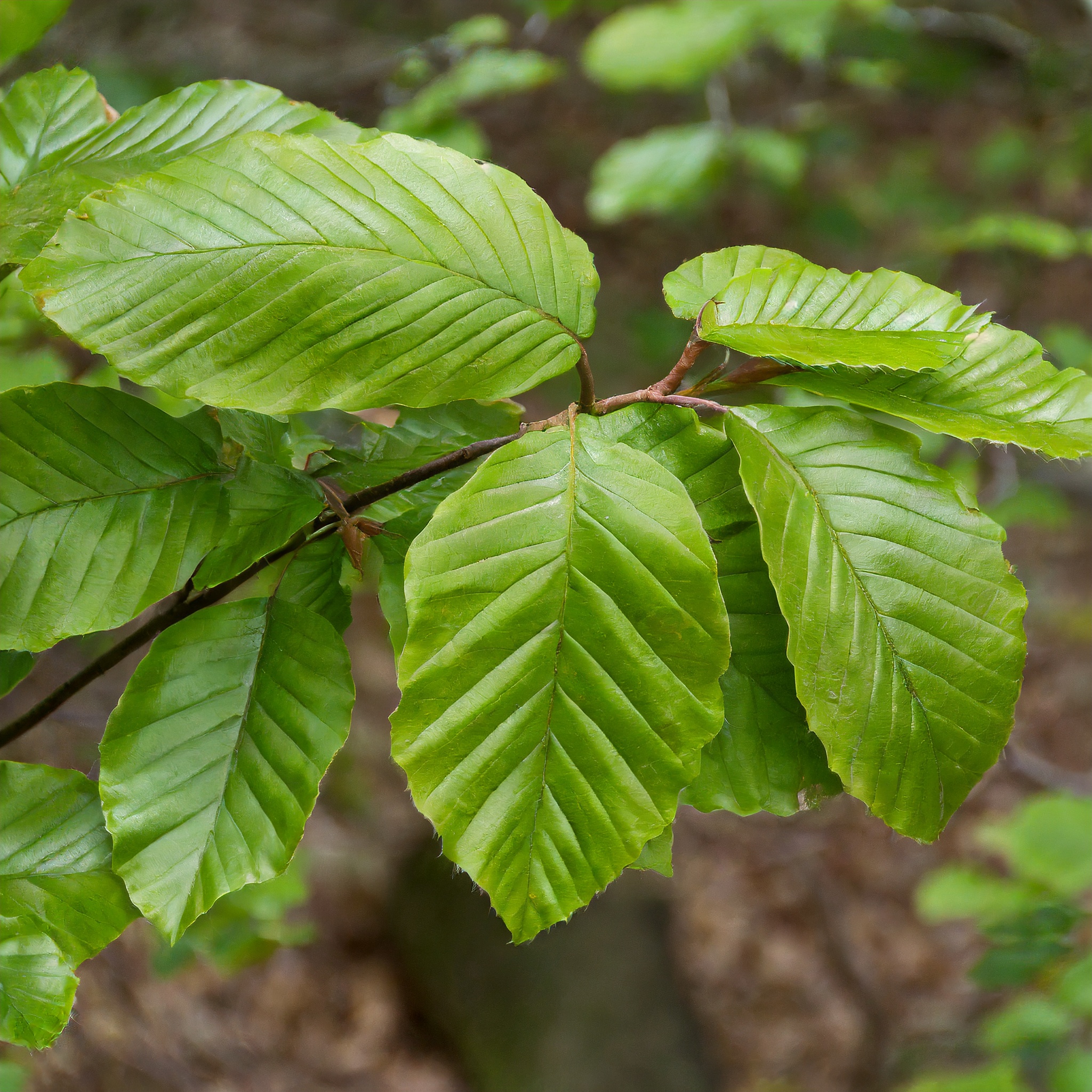 Buk Zwyczajny - Piękne rodzime drzewo Fagus sylvatica 6