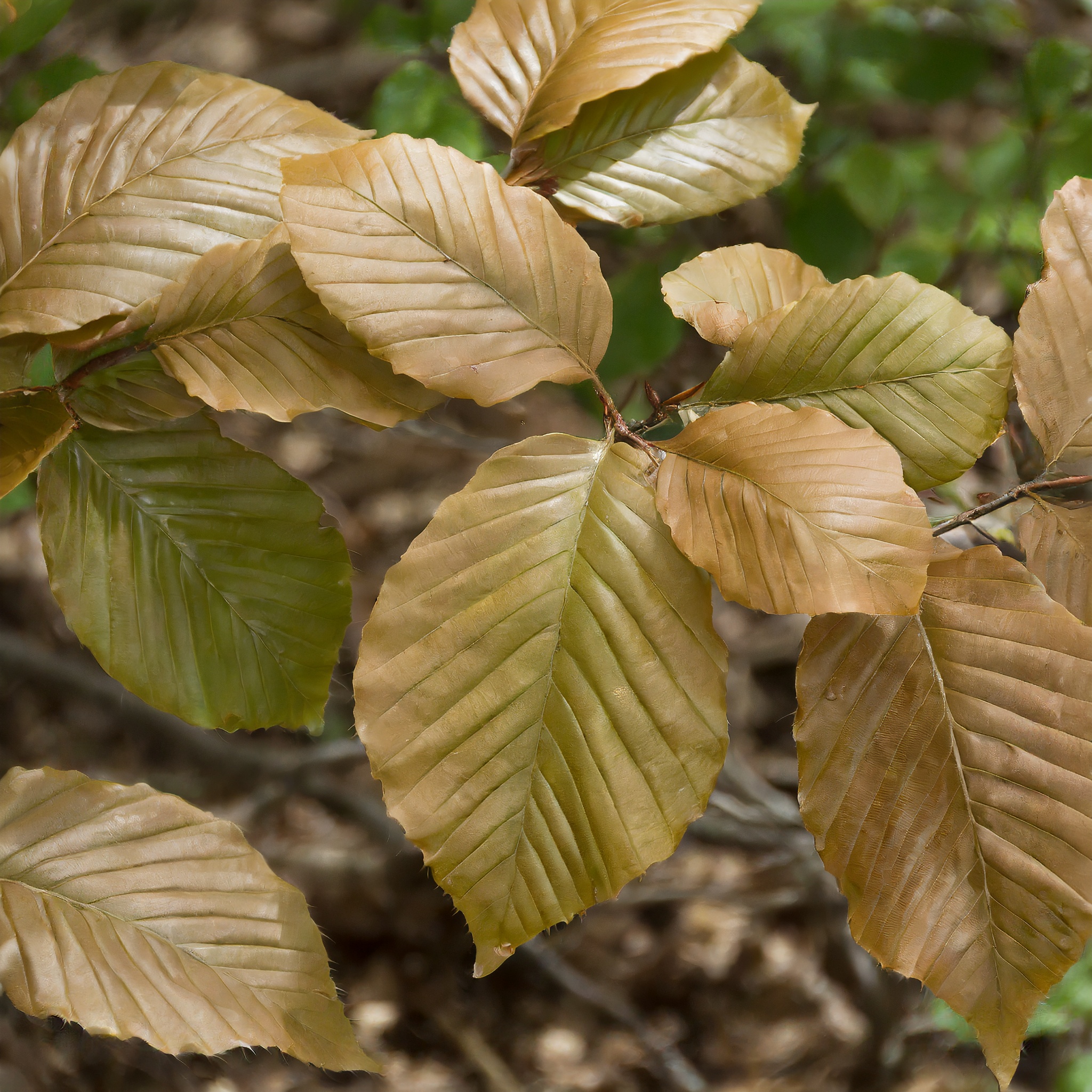 Buk Zwyczajny - Piękne rodzime drzewo Fagus sylvatica 5