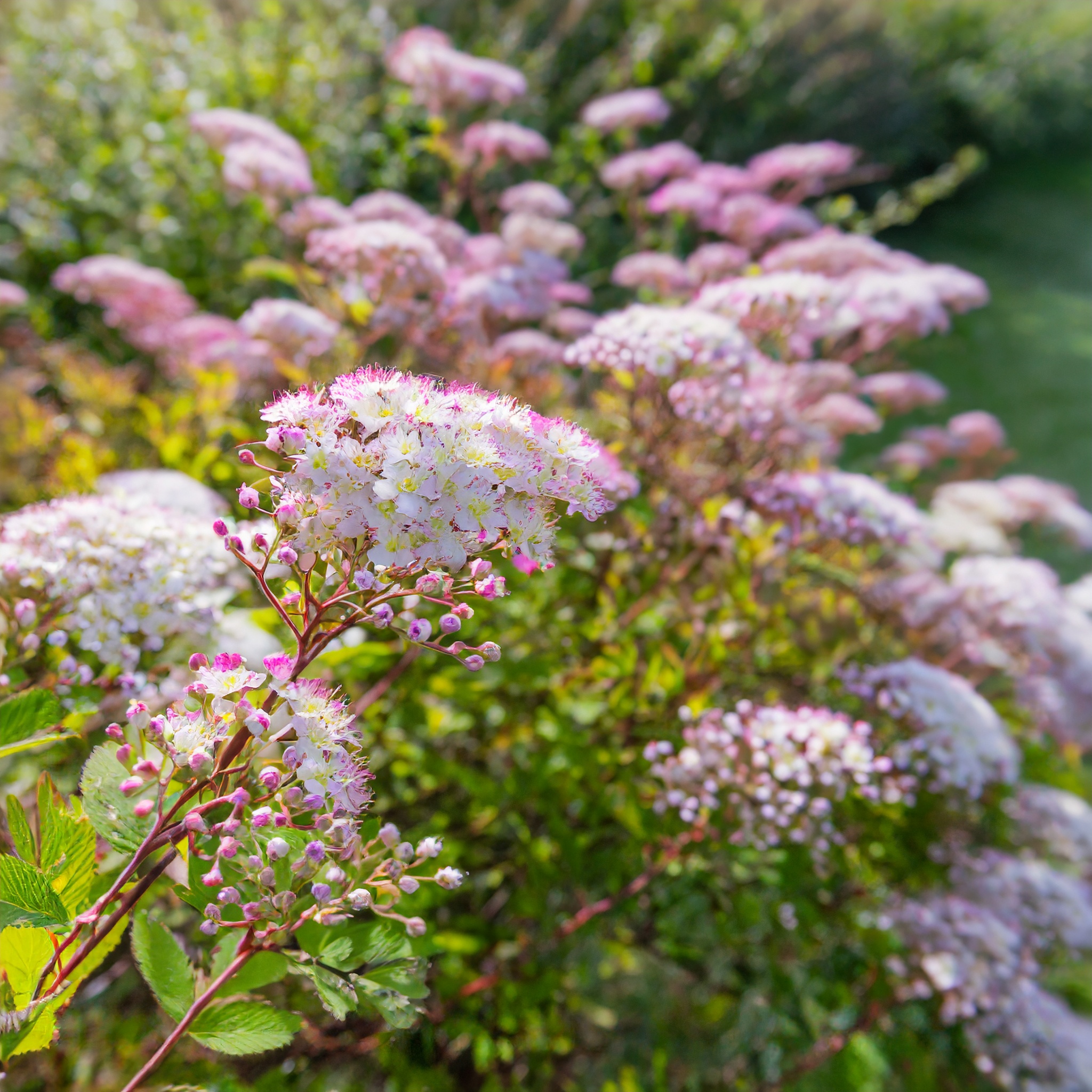 Tawuła Japanese Dwarf - różowe kwiaty Spiraea japonica 'Japanese Dwarf' 5