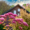 Tawuła japońska Crispa - Czerwone kwiaty Spirea japonica 'Crispa' 7