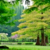 Metasekwoja szczepiona Golden Rush- Złote igły! Metasequoia glyptostroboides 'Golden Rush' 5