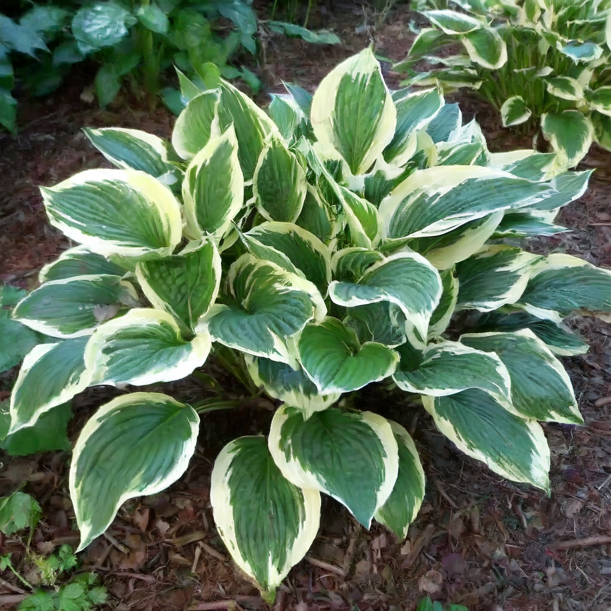 Funkia Queen Josephine (Hosta) - Zielone liście białe obwódki Hosta Queen josephine 5