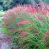 Miskant Ferner Osten - Czerwone kłosy Miscanthus sinensis 'Ferner Osten' 2