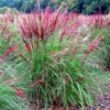 Miskant Ferner Osten - Czerwone kłosy Miscanthus sinensis 'Ferner Osten' 5