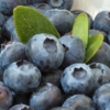 Borówka amerykańska BLUECROP - NAJPOPULARNIEJSZA ODMIANA Vaccinium corymbosum 'bluecropp' 9