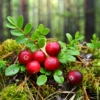 Żurawina wielkoowocowa Early Black - NAJWCZEŚNIEJSZA ODMIANA Vaccinium macrocarpon 'Early Black' 8