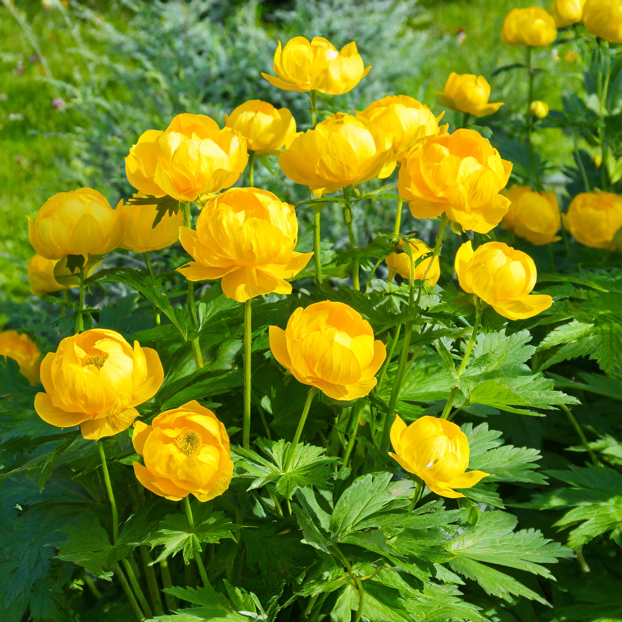 Pełnik europejski (Trollius europaeus) - Róża kłodzka Trollius europaeus 6