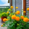 Pełnik europejski (Trollius europaeus) - Róża kłodzka Trollius europaeus 7