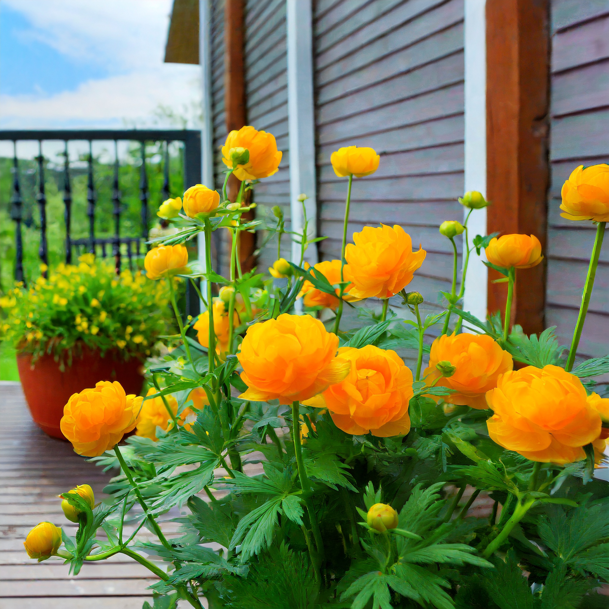 Pełnik europejski (Trollius europaeus) - Róża kłodzka Trollius europaeus 7