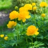 Pełnik europejski (Trollius europaeus) - Róża kłodzka Trollius europaeus 5