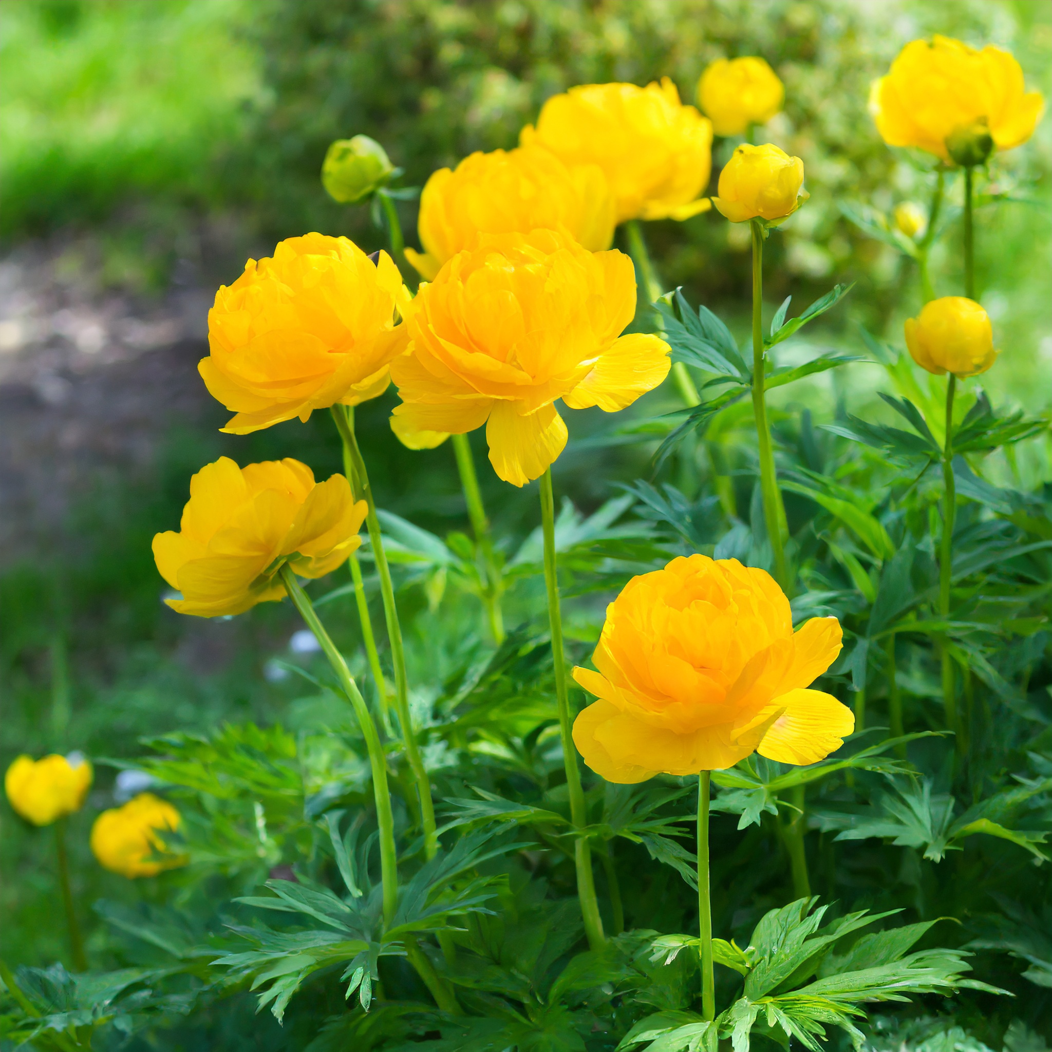 Pełnik europejski (Trollius europaeus) - Róża kłodzka Trollius europaeus 5