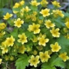 Pragnia syberyjska (Waldsteinia ternata) P9 - NOWOŚĆ NA POLSKIM RYNKU Waldsteinia ternata 2