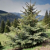 Świerk Serbski - tolerancyjna i ładna Picea omorica 5