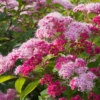 Tawuła japońska Little princess - piękna puszysta odmiana Spiraea japonica 'Little princess' 3