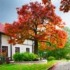 Dąb szypułkowy czerwony - Potężne i eleganckie drzewo Quercus rubrum 6