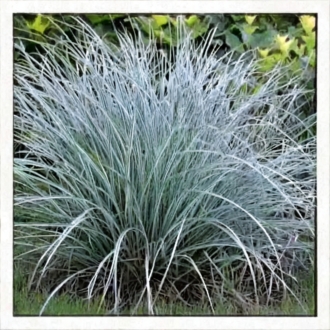Turzyca prosowata PAMIRA - Niebieska trawa ozdobna Carex panicea 'Pamira' 1