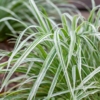 Turzyca ICE DANCE - piękna i kompaktowa Carex japonica 'Ice dance' 6