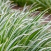 Turzyca ICE DANCE - piękna i kompaktowa Carex japonica 'Ice dance' 3