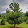 Sosna Austryjacka - Elegancka i Łatwa w uprawie Pinus Austryiaca 9
