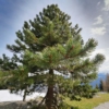 Sosna Austryjacka - Elegancka i Łatwa w uprawie Pinus Austryiaca 10