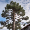 Sosna Czarna (Pinus nigra) - smukła i elegancka Pinus nigra 8