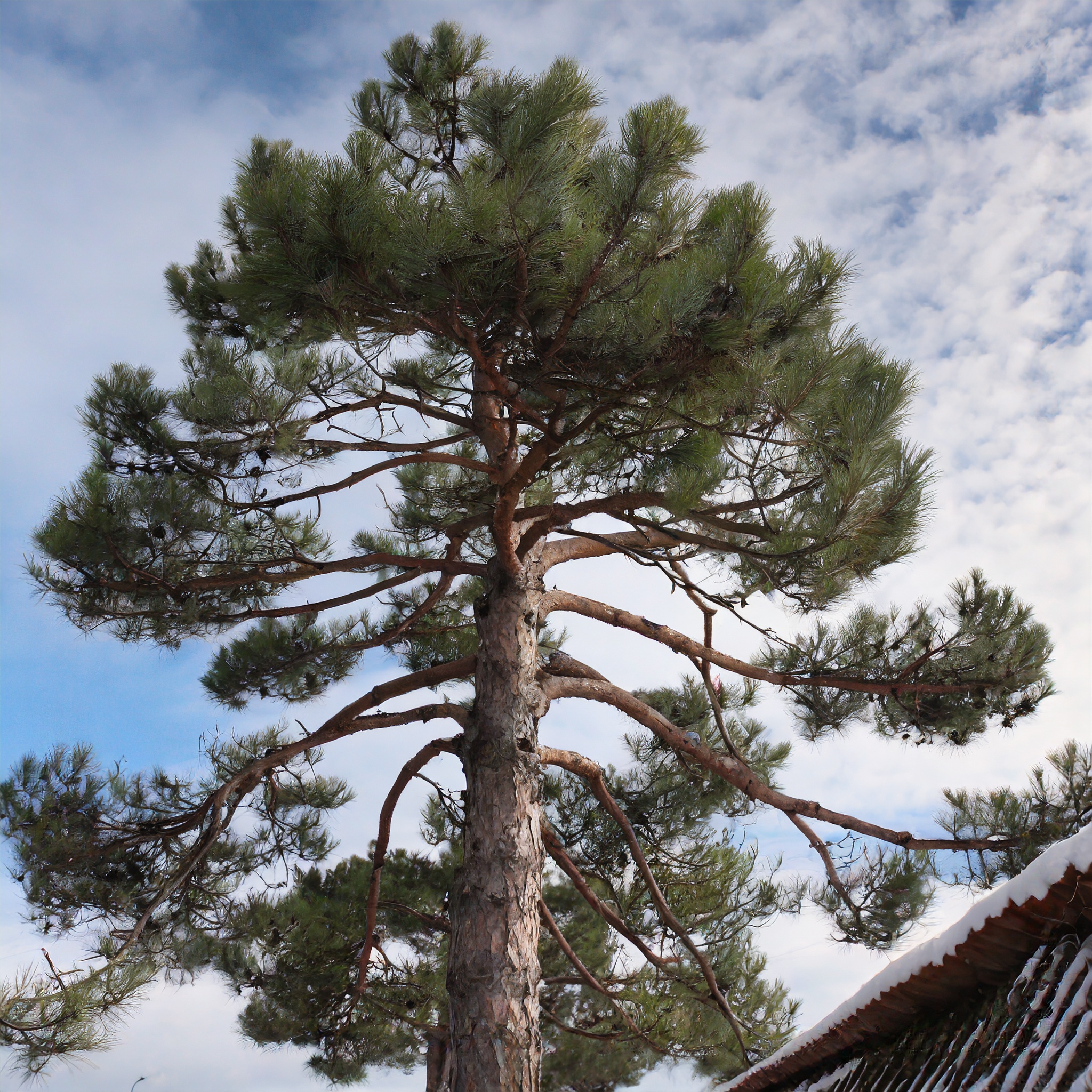 Sosna Czarna (Pinus nigra) - smukła i elegancka Pinus nigra 8