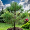 Sosna Czarna (Pinus nigra) - smukła i elegancka Pinus nigra 3