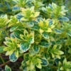 Trzmielina Fortune'a GOLDEN HARLEQUIN - CIEKAWA, MAŁO ZNANA Euonymus fortunei 'GOLDEN HARLEQUIN' 4