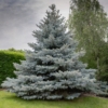 Świerk Kłujący Glauca Srebrny - Piękny kolor Picea glauca 4