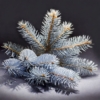 Świerk Kłujący Glauca Srebrny - Piękny kolor Picea glauca 5
