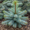 Świerk Kłujący Glauca Srebrny - Piękny kolor Picea glauca 2