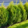 Tuja zachodnia Smaragd - sadzonka P9 idealna na żywopłot Thuja occidentalis 'Szmaragd ' P9 6