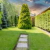 Tuja zachodnia Brabant - Żywopłotowa sadzonka 50cm Thuja occidentalis 'Brabant' 8