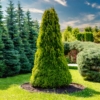 Tuja zachodnia Smaragd - sadzonka P9 idealna na żywopłot Thuja occidentalis 'Szmaragd ' P9 7