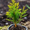 Tuja zachodnia Smaragd gold - piękna alternatywa Thuja occidentalis 'Smaragd gold' 4