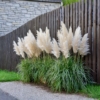 Trawa Pampasowa- piękne kwiatostany, duża sadzonka Cortaderia selloana 6
