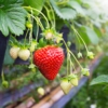 TRUSKAWKA WISZĄCA Tristan Cherry- CZERWONE DUŻE OWOCE Fragaria 'Tristan cherry' 5