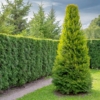 Tuja zachodnia Columna - Elegancka i kolumnowa Thuja occidentalis 'Columna ' 6