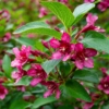 Krzewuszka cudowna Eva Rathke - Różowe Kwiaty Weigela florida 'Eva Rathke' 7