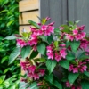Krzewuszka cudowna Eva Rathke - Różowe Kwiaty Weigela florida 'Eva Rathke' 9