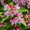 Krzewuszka cudowna "Purpurea Nana" - ciemne liście i różowe kwiatyrosy rocket Weigela florida "Purpurea Nana" 4