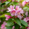 Krzewuszka cudowna "Purpurea Nana" - ciemne liście i różowe kwiatyrosy rocket Weigela florida "Purpurea Nana" 5