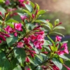 Krzewuszka cudowna Eva Rathke - Różowe Kwiaty Weigela florida 'Eva Rathke' 6
