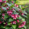 Krzewuszka cudowna Eva Rathke - Różowe Kwiaty Weigela florida 'Eva Rathke' 5