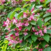 Krzewuszka cudowna "Purpurea Nana" - ciemne liście i różowe kwiatyrosy rocket Weigela florida "Purpurea Nana" 3