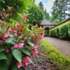 Krzewuszka cudowna "Purpurea Nana" - ciemne liście i różowe kwiatyrosy rocket Weigela florida "Purpurea Nana" 6