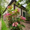 Krzewuszka cudowna "Purpurea Nana" - ciemne liście i różowe kwiatyrosy rocket Weigela florida "Purpurea Nana" 8